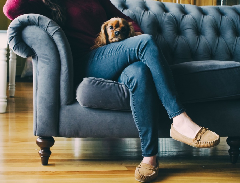 Couch with dog