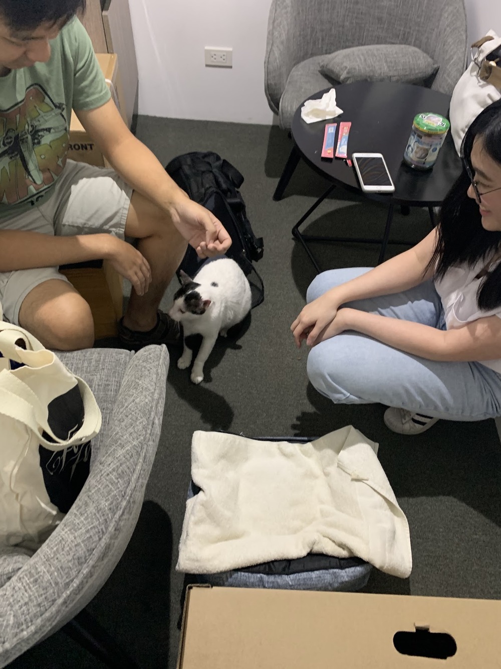 A cat in the office